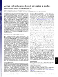 Active Tails Enhance Arboreal Acrobatics in Geckos