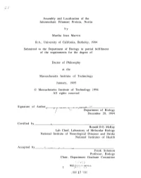 Assembly and Localization of the Intermediate Filament Protein, Nestin Martha Jean Marvin Submitted to the Department of Biology