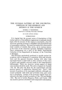 The Nuclear Pattern of the Nok-Tectal Portions of the Midbrain and Isthmus in the Opossum