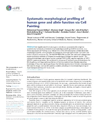 Systematic Morphological Profiling of Human Gene and Allele Function Via