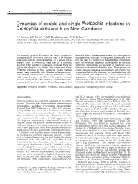 Dynamics of Double and Single Wolbachia Infections in Drosophila Simulans from New Caledonia