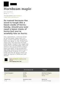 Hornbeam Maple Acer Carpinifolium Rating: 0.0 ( 0 Votes)