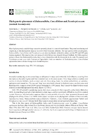 Phylogenetic Placement of Bahusandhika, Cancellidium and Pseudoepicoccum (Asexual Ascomycota)