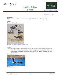 Critter Class Loons