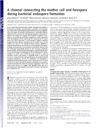 A Channel Connecting the Mother Cell and Forespore During Bacterial Endospore Formation