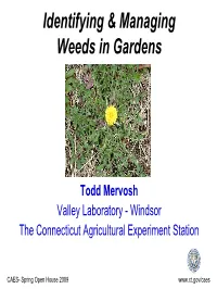 Identifying & Managing Weeds in Gardens
