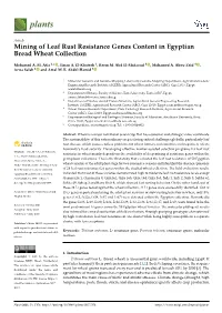 Mining of Leaf Rust Resistance Genes Content in Egyptian Bread Wheat Collection
