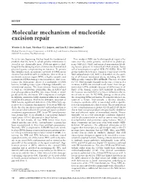 Molecular Mechanism of Nucleotide Excision Repair