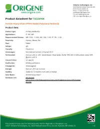 Ferritin Heavy Chain (FTH1) Rabbit Polyclonal Antibody Product Data