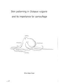 Skin Patterning in Octopus Vulgaris and Its Importance for Camouflage