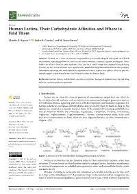 Human Lectins, Their Carbohydrate Affinities and Where to Find Them