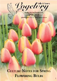 Culture Notes for Spring Flowering Bulbs 1 ALLIUMS Alliums Are Easy to Grow