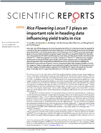 Rice Flowering Locus T 1 Plays an Important Role in Heading Date