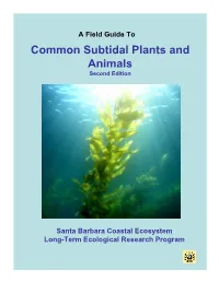 Common Subtidal Plants and Animals Second Edition