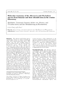 Molecular Taxonomy of the Alternaria and Ulocladium Species from Humans and Their Identiﬁcation in the Routine Laboratory