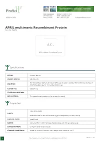 APRIL Multimeric Recombinant Protein Cat