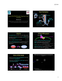 Ono -- PTH-Pthrp Receptor Signaling in Osterix-Expressing Progenitors.Pdf