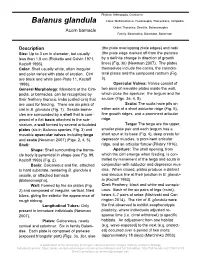 Balanus Glandula Class: Multicrustacea, Hexanauplia, Thecostraca, Cirripedia