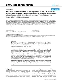 Molecular Characterization of the Sequences of the 16S-23S Rdna
