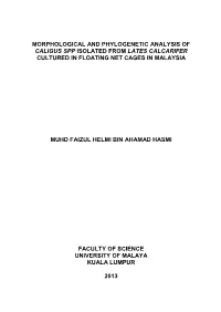 Morphological and Phylogenetic Analysis of Caligus Spp Isolated from Lates Calcarifer Cultured in Floating Net Cages in Malaysia