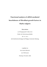 Functional Analysis of Sirna Mediated Knockdowns of Fibroblast Growth Factors in Hydra Vulgaris