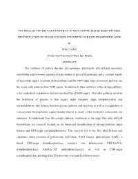 The Role of the Salvage Pathway in Nucleotide Sugar Biosynthesis