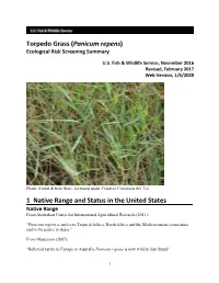 Panicum Repens) Ecological Risk Screening Summary