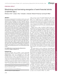 Morphology and Burrowing Energetics of Semi-Fossorial Skinks (Liopholis Spp.) Nicholas C