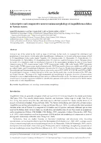 A Descriptive and Comparative Neurocranium Morphology of Anguilliformes Fishes in Taiwan Waters