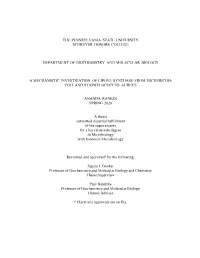 Open Rankin Thesis Final.Pdf