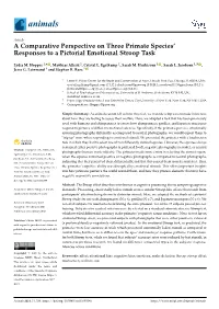 A Comparative Perspective on Three Primate Species' Responses to A