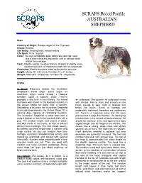 Border Collie