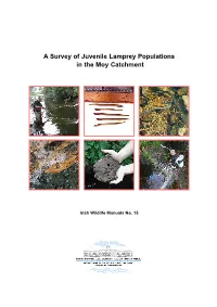 A Survey of Juvenile Lamprey Populations in the Moy Catchment