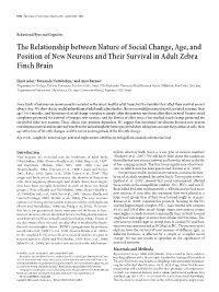 The Relationship Between Nature of Social Change, Age, and Position of New Neurons and Their Survival in Adult Zebra Finch Brain