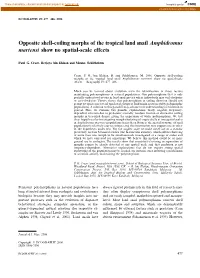 Opposite Shell-Coiling Morphs of the Tropical Land Snail Amphidromus Martensi Show No Spatial-Scale Effects
