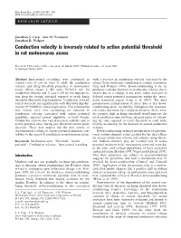 Conduction Velocity Is Inversely Related to Action Potential Threshold in Rat Motoneuron Axons