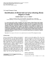 Identification of Zinnia Leaf Curl Virus Infecting Zinnia Elegans in India