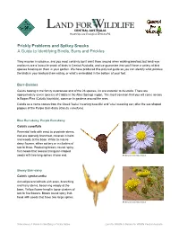 Prickly Problems and Spikey Snacks a Guide to Identifying Bindis, Burrs and Prickles