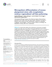 Micropattern Differentiation of Mouse Pluripotent Stem Cells Recapitulates
