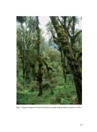 Fig. 7. Hagenia-Hypericum Forest at Karisoke Showing Large Bryophyte Cushions, 3100 M