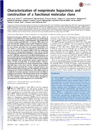 Characterization of Nonprimate Hepacivirus and Construction of a Functional Molecular Clone