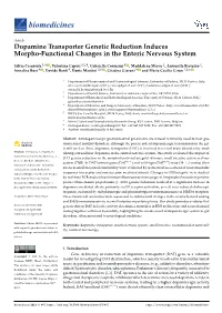Dopamine Transporter Genetic Reduction Induces Morpho-Functional Changes in the Enteric Nervous System