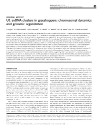 U1 Sndna Clusters in Grasshoppers: Chromosomal Dynamics and Genomic Organization