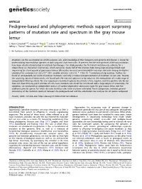 Pedigree-Based and Phylogenetic Methods Support Surprising Patterns of Mutation Rate and Spectrum in the Gray Mouse Lemur