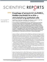 Exophagy of Annexin A2 Via RAB11, RAB8A and RAB27A in IFN-Γ