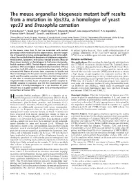 The Mouse Organellar Biogenesis Mutant Buff Results from a Mutation in Vps33a, a Homologue of Yeast Vps33 and Drosophila Carnation