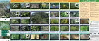 Guide to INDIGENOUS PLANTS of the Nepean Peninsula Point Nepean NEPEAN PENINSULA