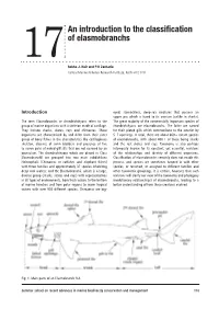 An Introduction to the Classification of Elasmobranchs