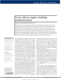 From Cells to Organs: Building Polarized Tissue