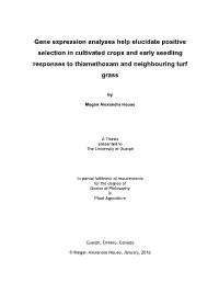 Gene Expression Analyses Help Elucidate Positive Selection in Cultivated Crops and Early Seedling Responses to Thiamethoxam and Neighbouring Turf Grass